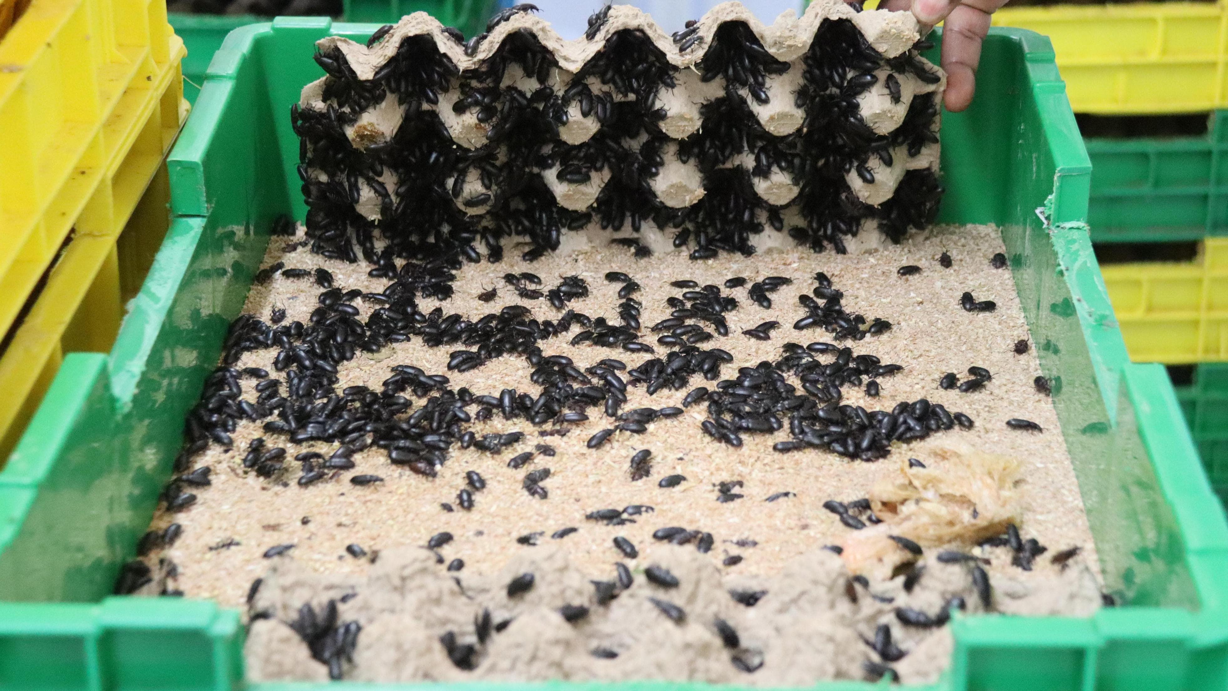 A black insect called the darkling beetle stored in a green plastic bin