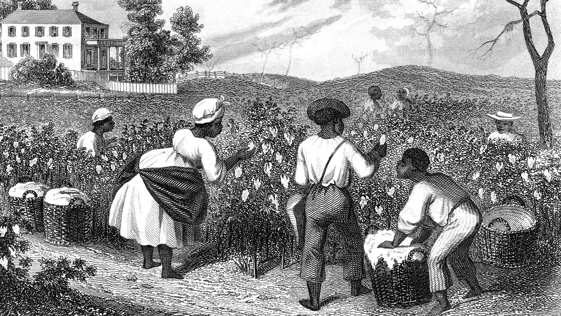 Pintura mostra escravizados em plantação de algodão nos EUA