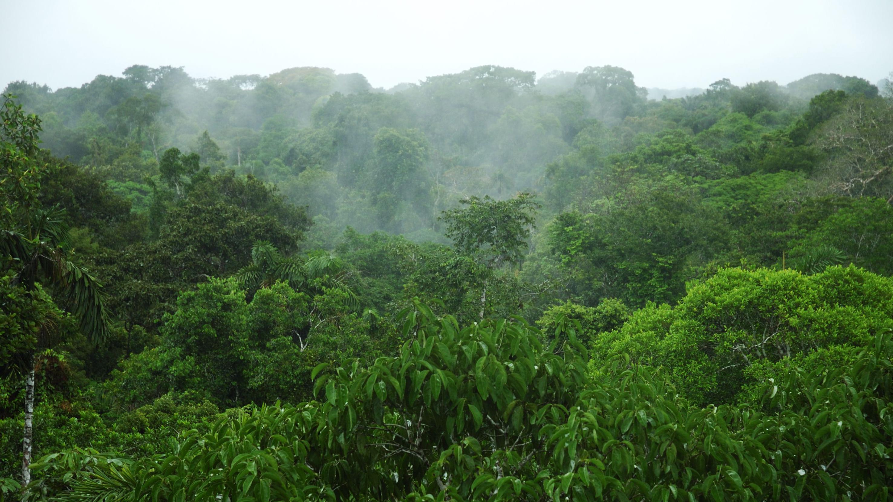 Parte de la selva amazónica.