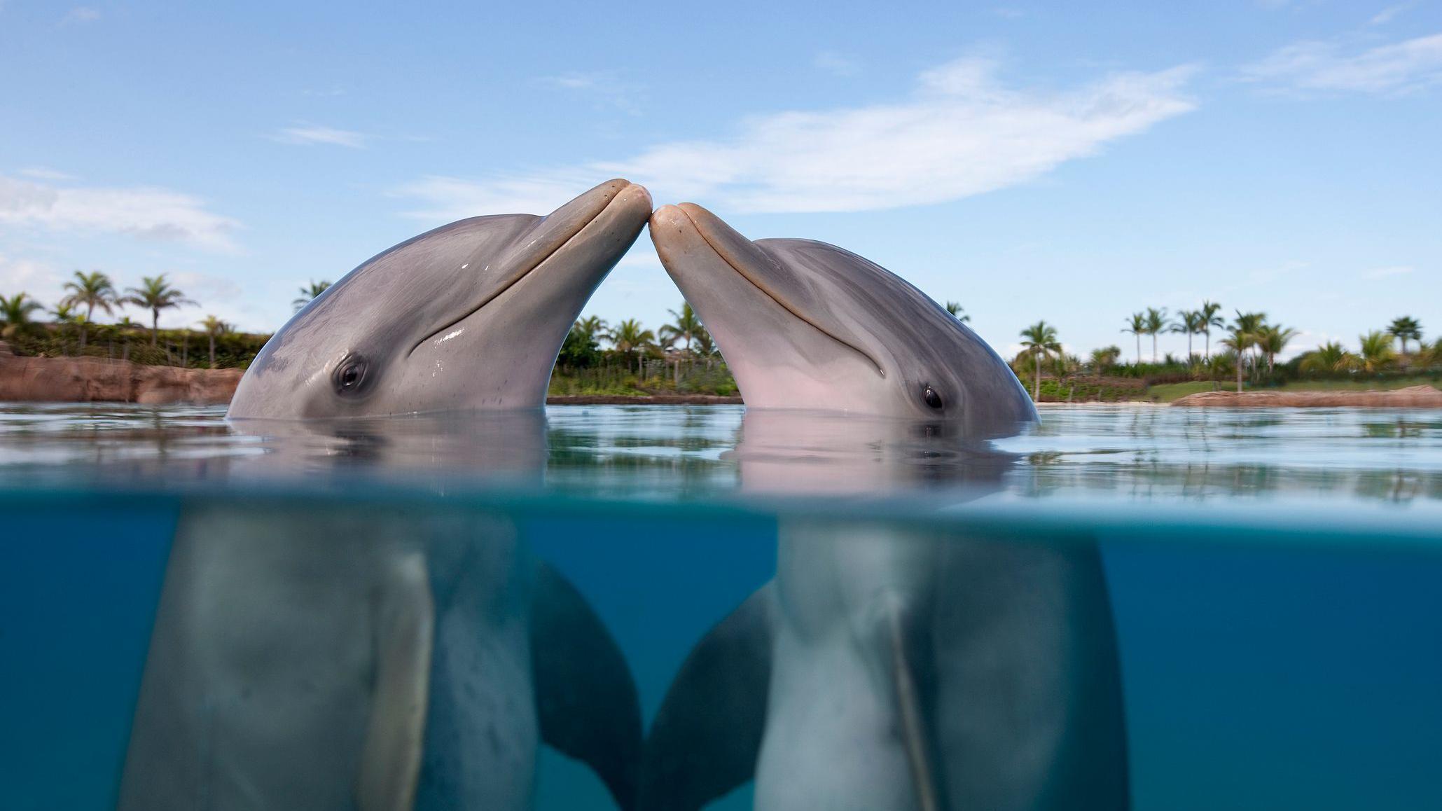 Dos delfines en al agua parecen saludar.