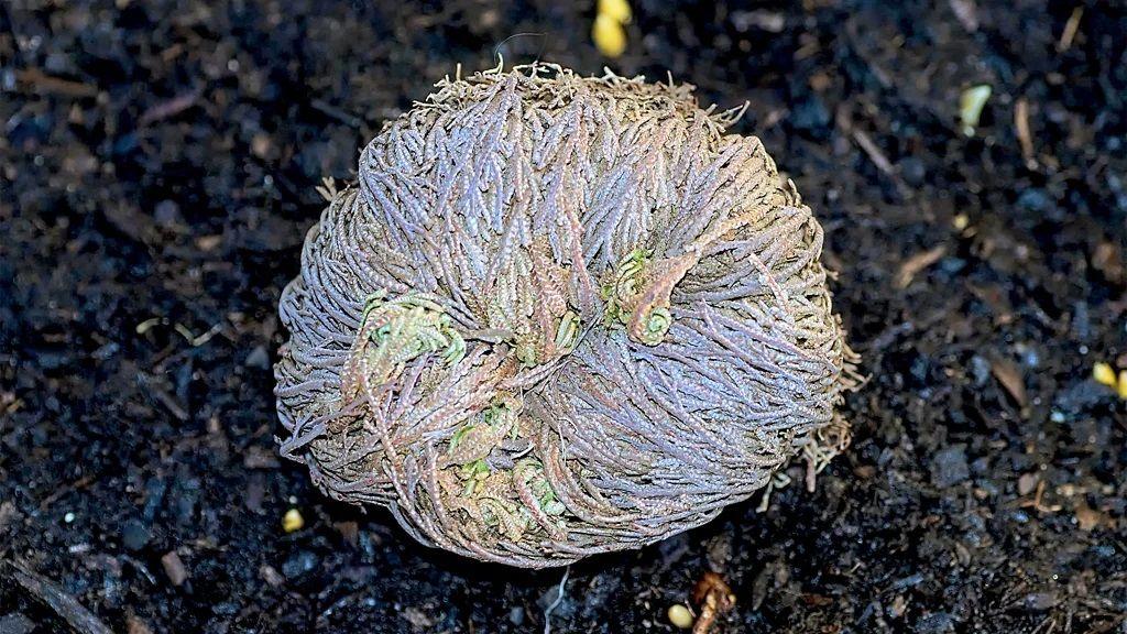 Selaginella lepidophylla.