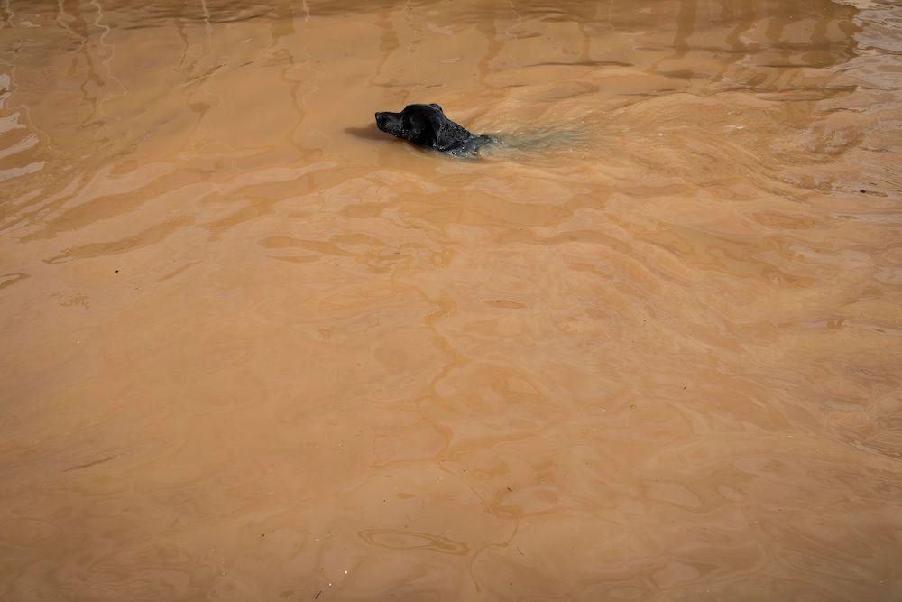 Cão em enchente