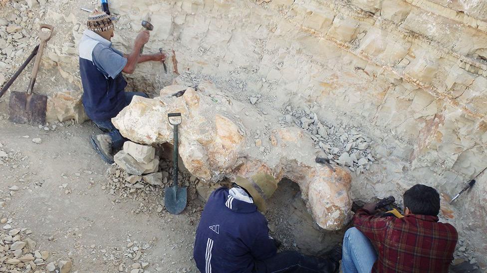 العثور على حفرية حوت في بيرو تتحدى حجم الحيتان الزرقاء 4 استخراج العظام من صخور الصحراء الصلبة