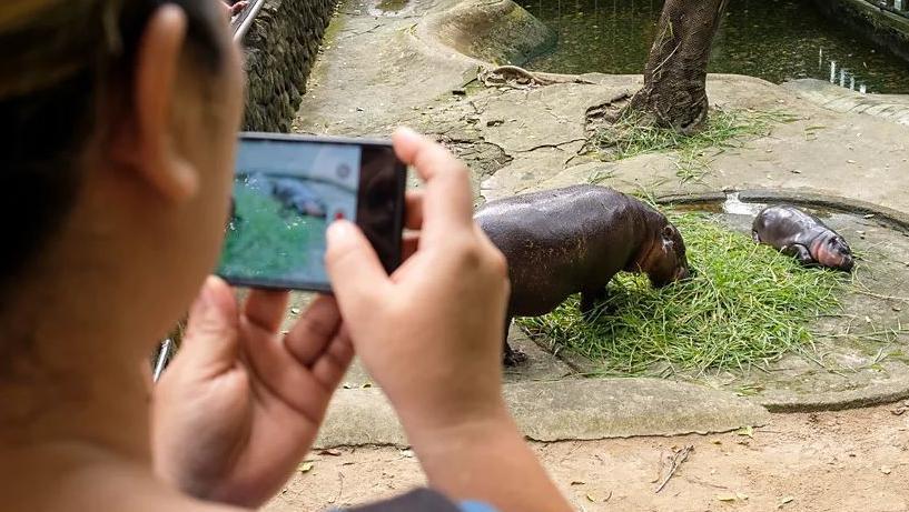 Mulher fotografa Moo Deng deitado ao lado do hipotomo maior