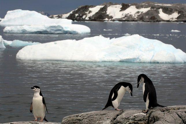 Pinguins na Península Antártica