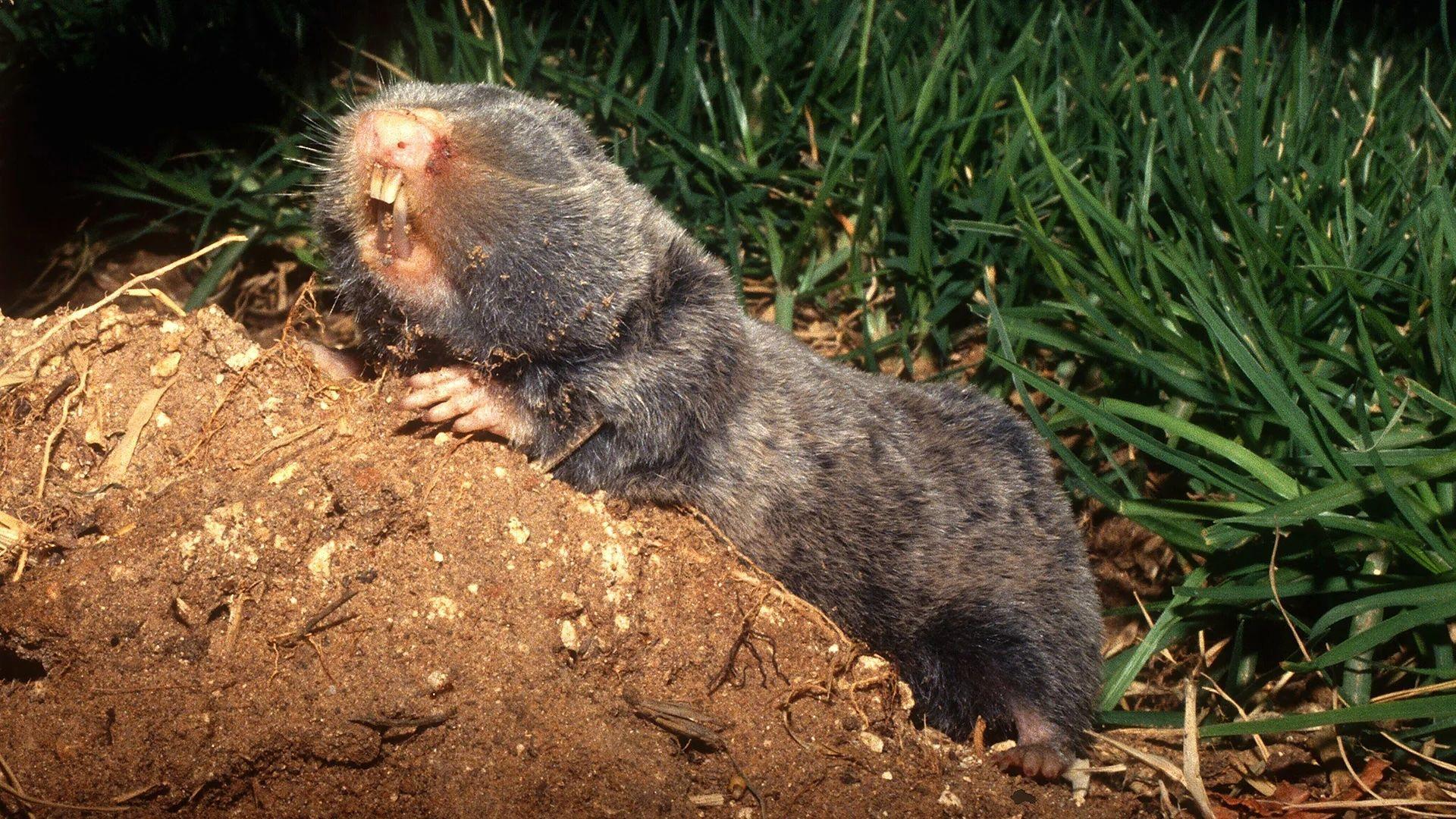 Una rata topo ciega, un roedor gris con grandes incisivos y sin ojos, está parada encima de un monte de tierra.