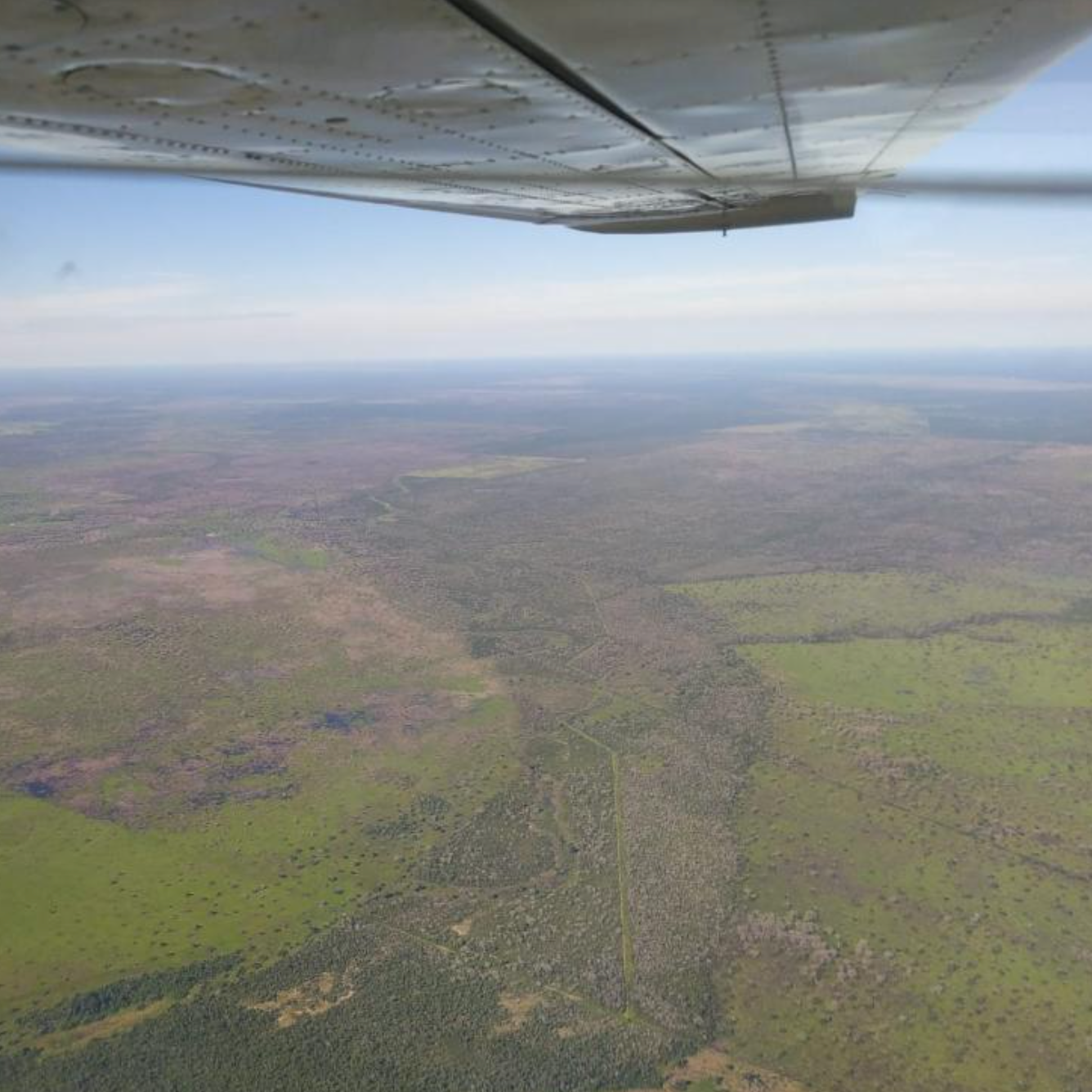 Sobrevoo feito por autoridades de MT aponta áreas de cicatrizes vegetais causadas pela suposta prática de desmatamento químico. As copas das árvores cinzas, sem folhas, seriam indícios do uso de agrotóxicos para desfolhar artificialmente as árvores da região