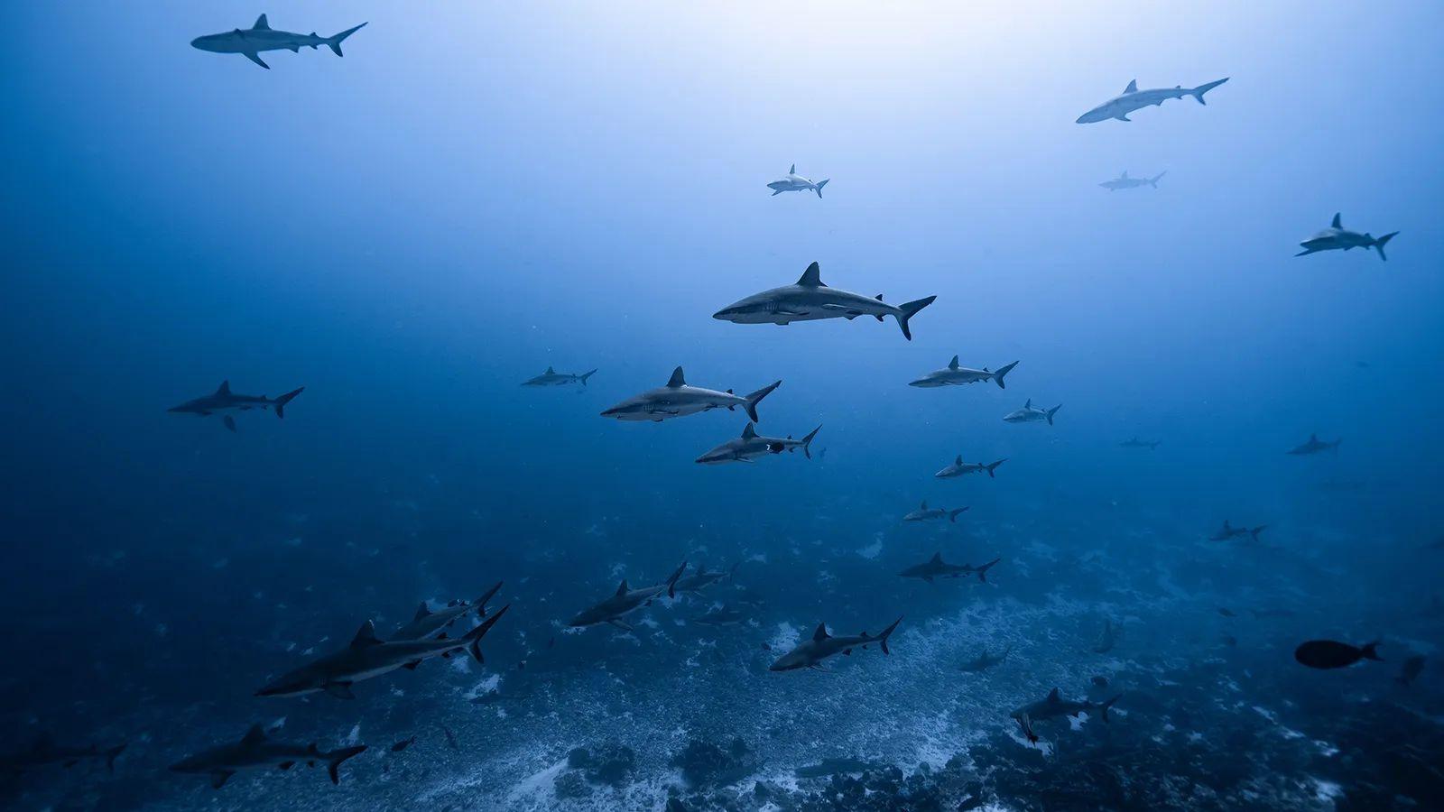 Muchos tiburones