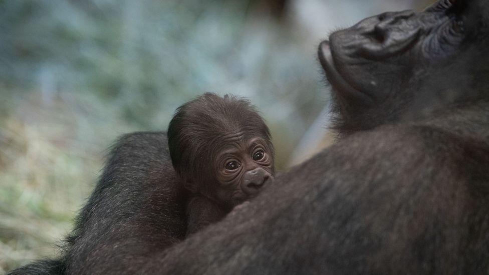 Sully con su cría en el Zoológico de Columbus