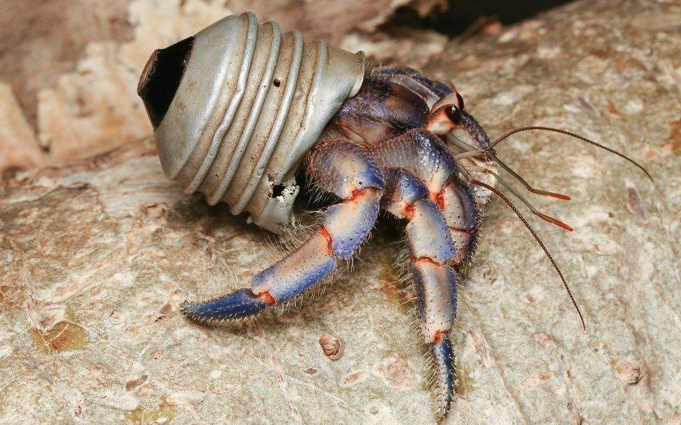 Caranguejo eremita com um pedaço de lâmpada nas costas, em vez de uma concha