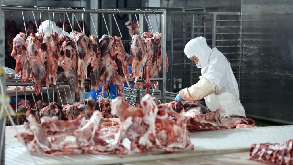 Trabalhador com equipamento de proteção trabalha em frigorífico, com peças de carne penduradas à sua frente