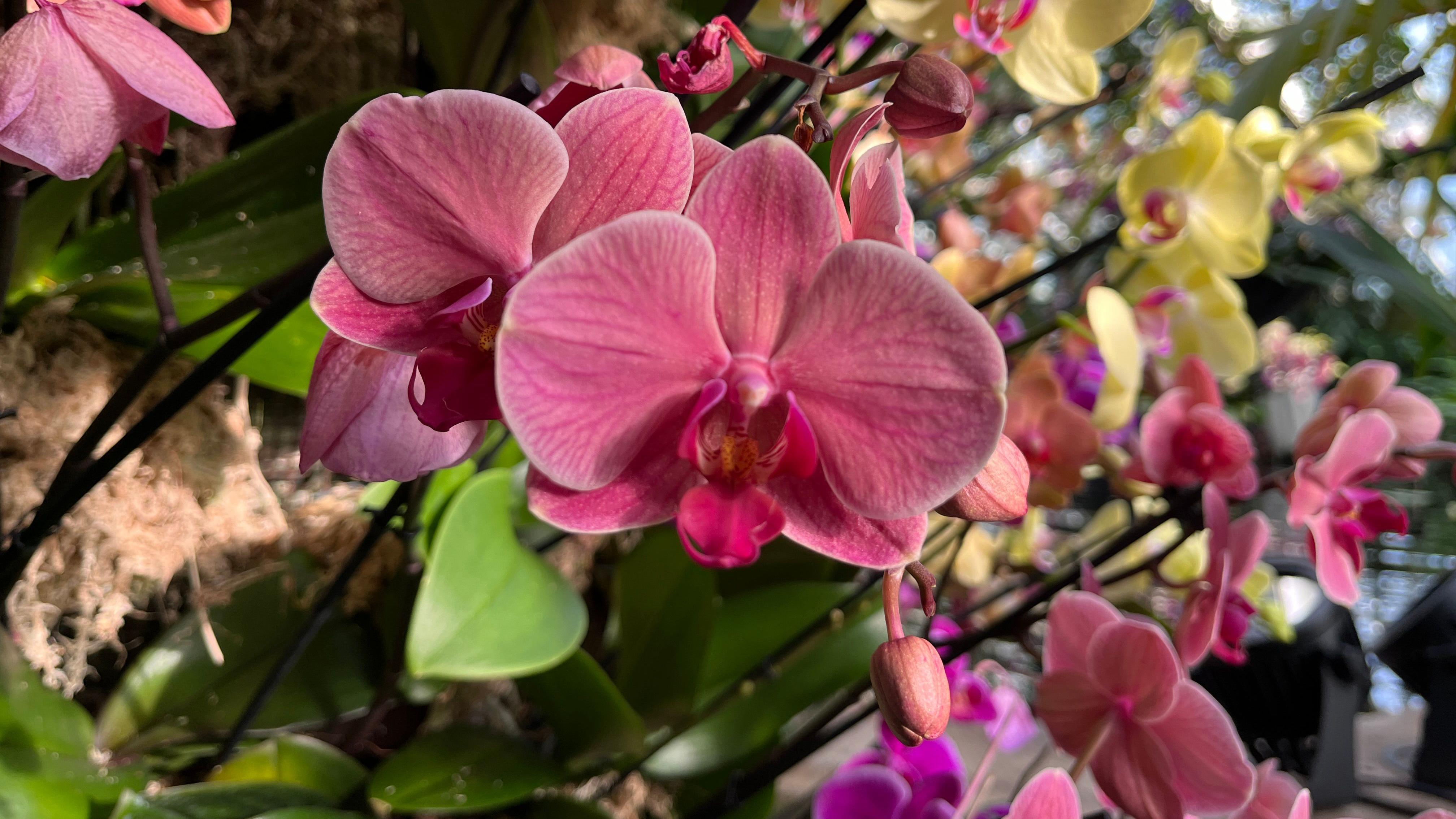 Orquídea