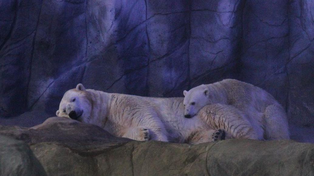 Aurora deitada no urso Peregrino, no Aquário de São Paulo