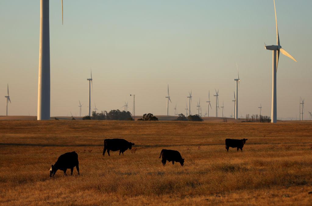 Vacas pastan en el condado de Solano, California, Estados Unidos, en septiembre de 2023.
