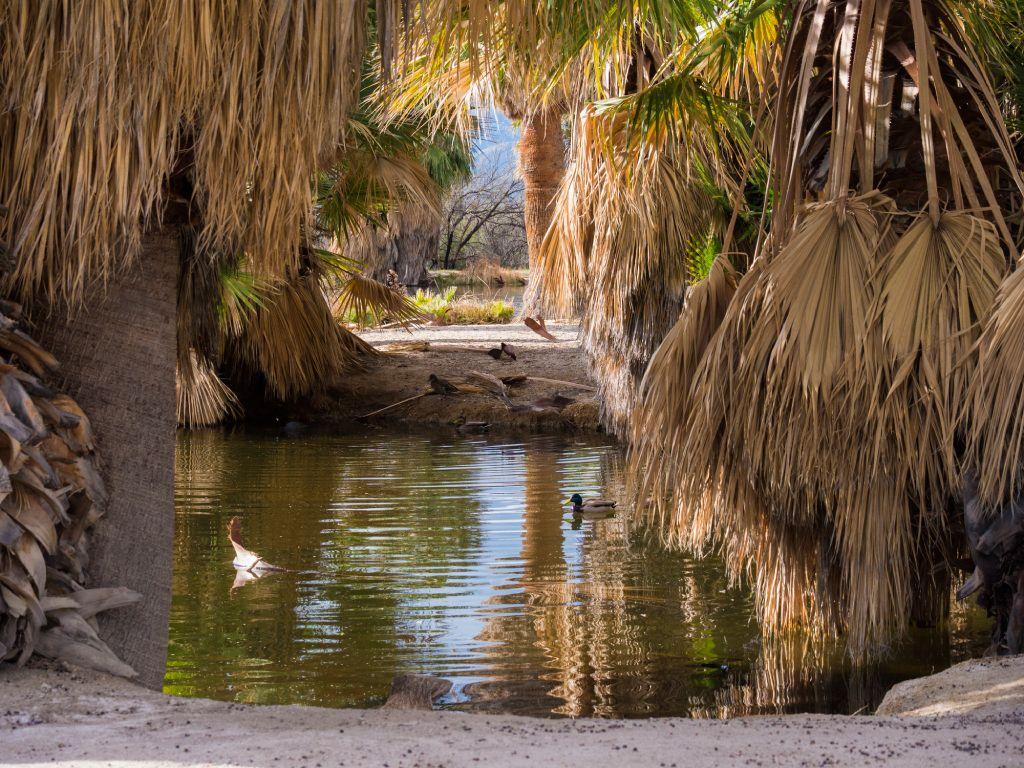 Pozo enmarcado con palmeras y con aves flotando