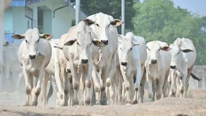 اونگل مویشی