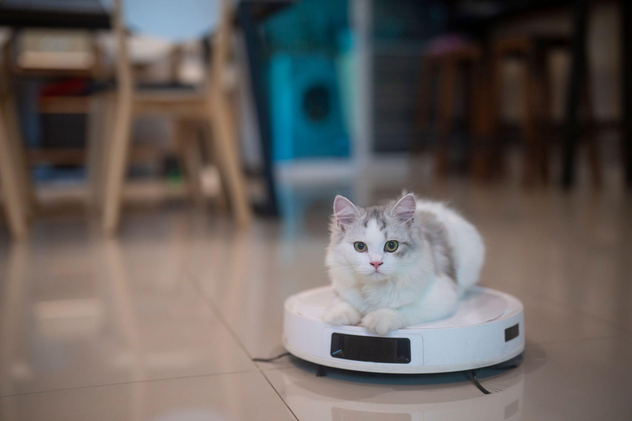 Gato sobre com um aspirador de pó robô
