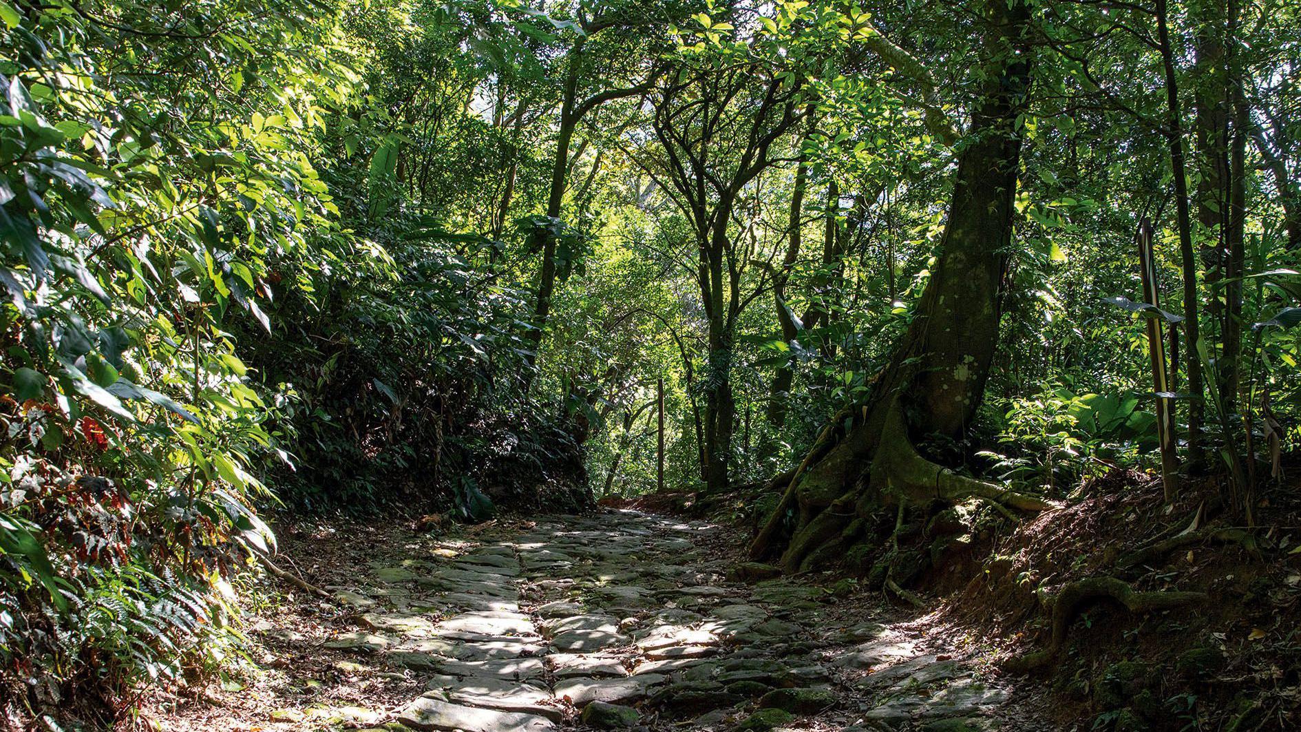 Caminho pela floresta