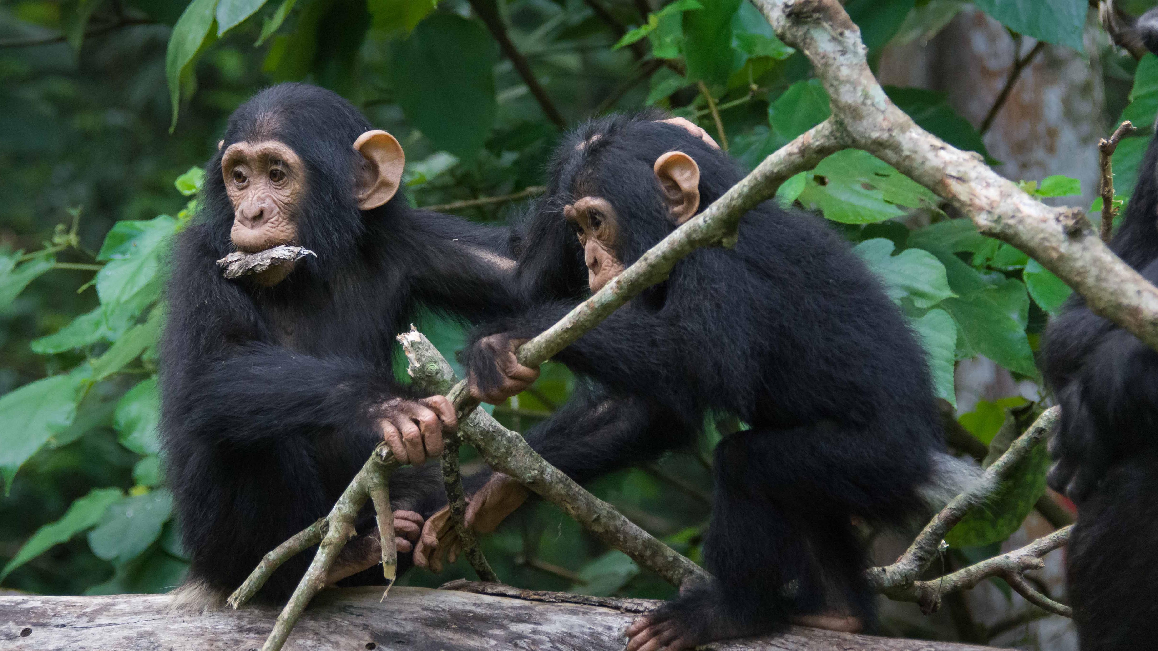 Chimps share humans snappy conversational style