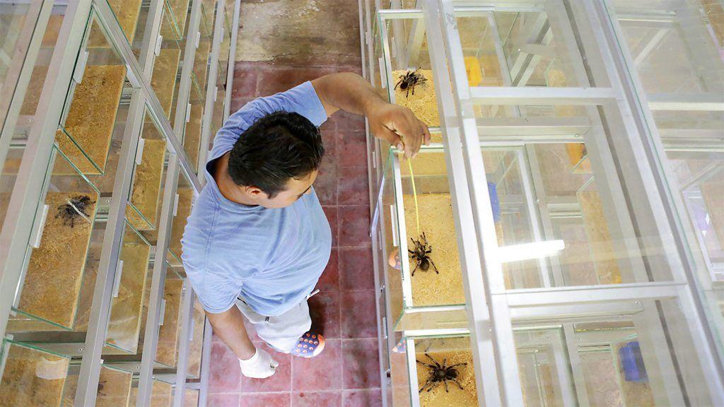 Fotografia de homem em frente à caixas armazenadoras de tarântulas, aranhas grandes e peludas