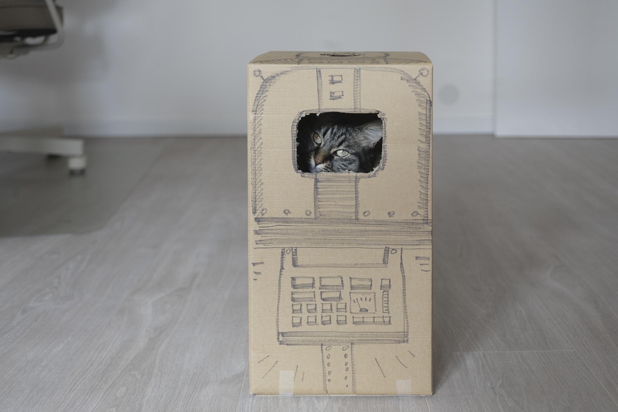 Un gato dentro de una caja
