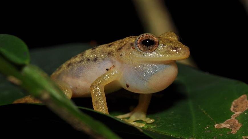 Congolius robustus