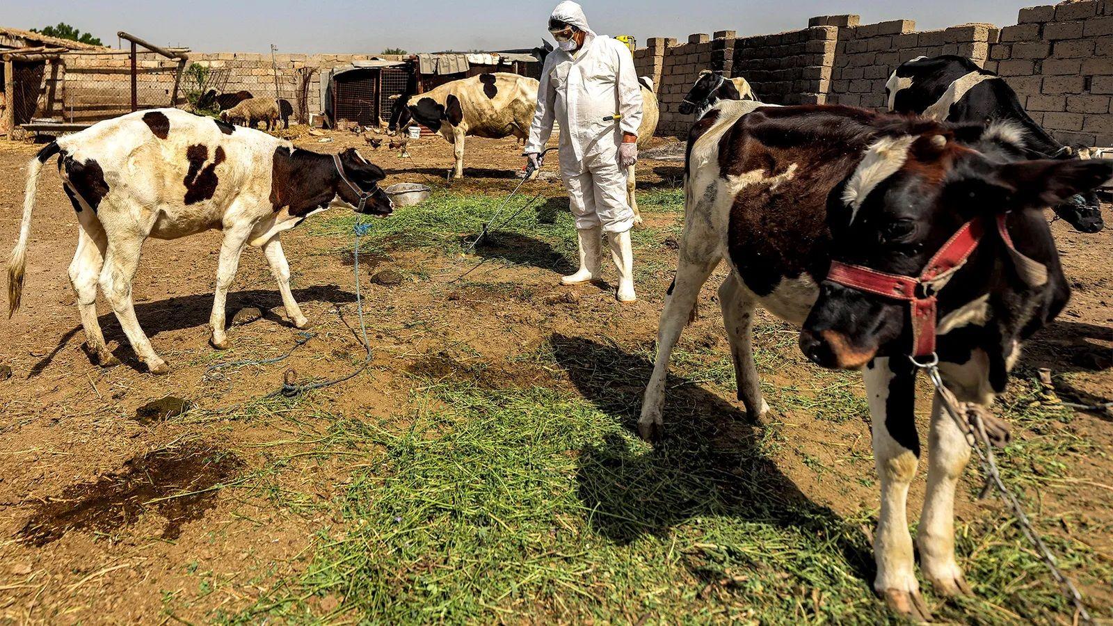 Um funcionário do departamento veterinário do Ministério da Saúde do Iraque desinfetando vacas em uma fazenda em al-Bouaitha, no sudoeste de Bagdá, em maio de 2023