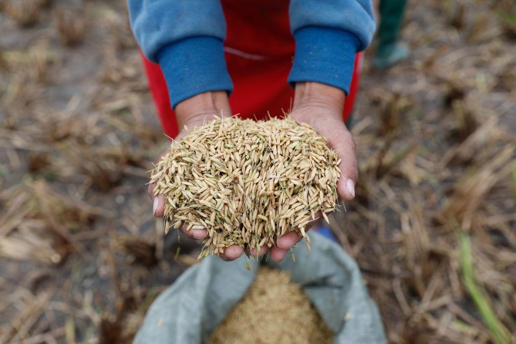 Çin'de 'Yunda 107' adlı çok yıllık pirinç