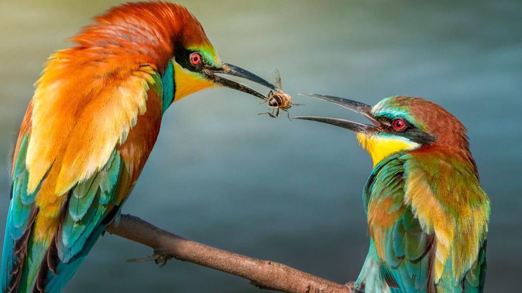 Un pájaro comparte un insecto con otro. 