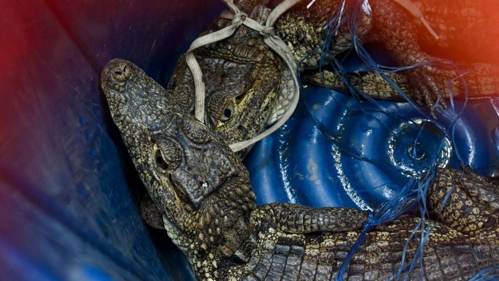 Crías de cocodrilos en la cárcel 