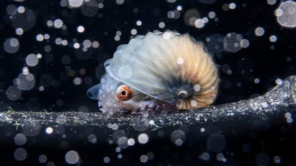 Argonauta no Oceano Pacífico