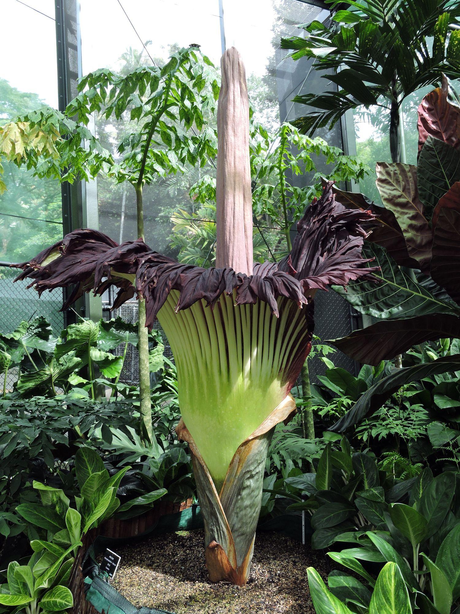 El Aro Gigante en plena flor