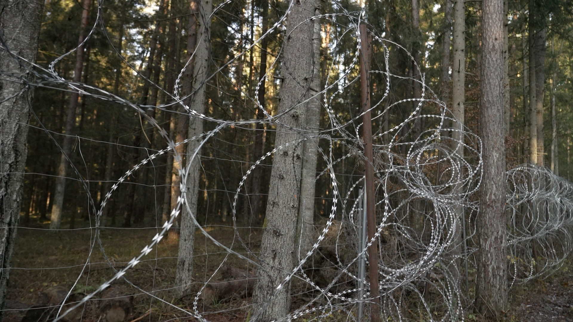 Barbed wire is curled in the forefront of the image, in the background is green woodland on the Belarus side.