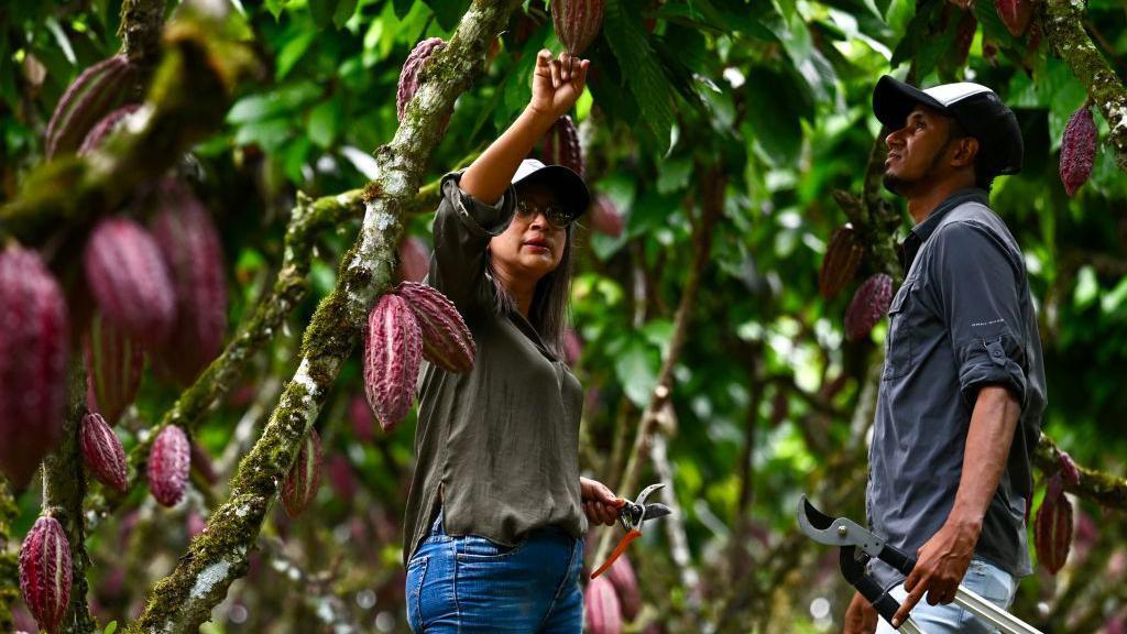 Pessoas colhendo cacau