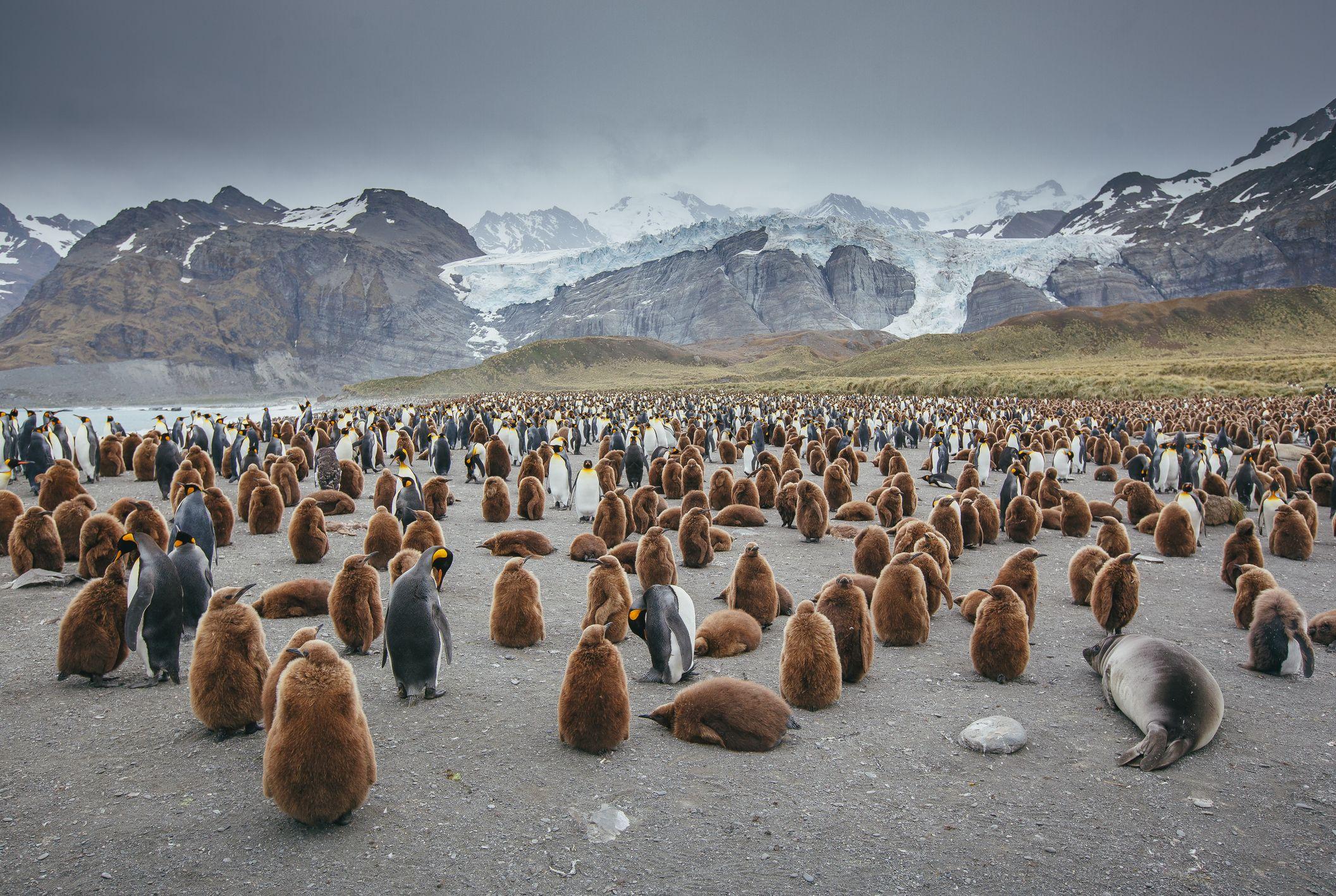 Rei Pinguins, Imperador Penguins e Selos, com montanha nevada ao fundo