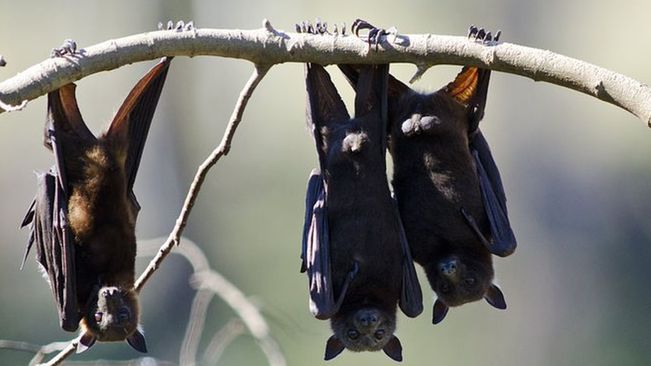 fruit bats