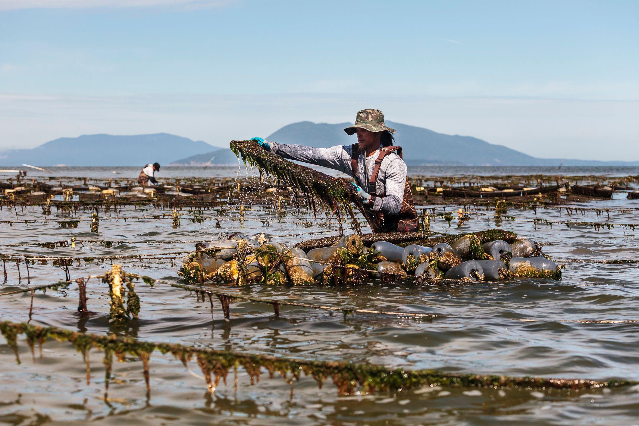 Homem dentro d'água trabalhando em 'fazenda' de ostras