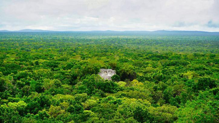     Pirâmide Maia 1 em Calakmul no meio da selva