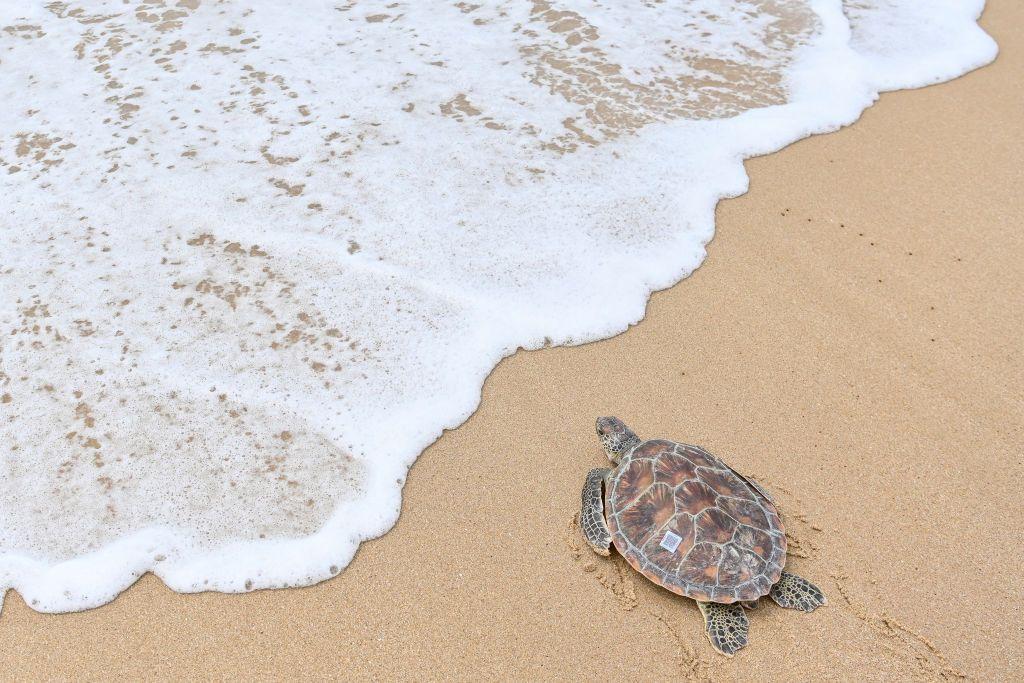 Una tortuga marina con un código en su espalda se arrastra hacia el mar en la Reserva Natural Nacional de Tortugas Marinas de Huidong, China.