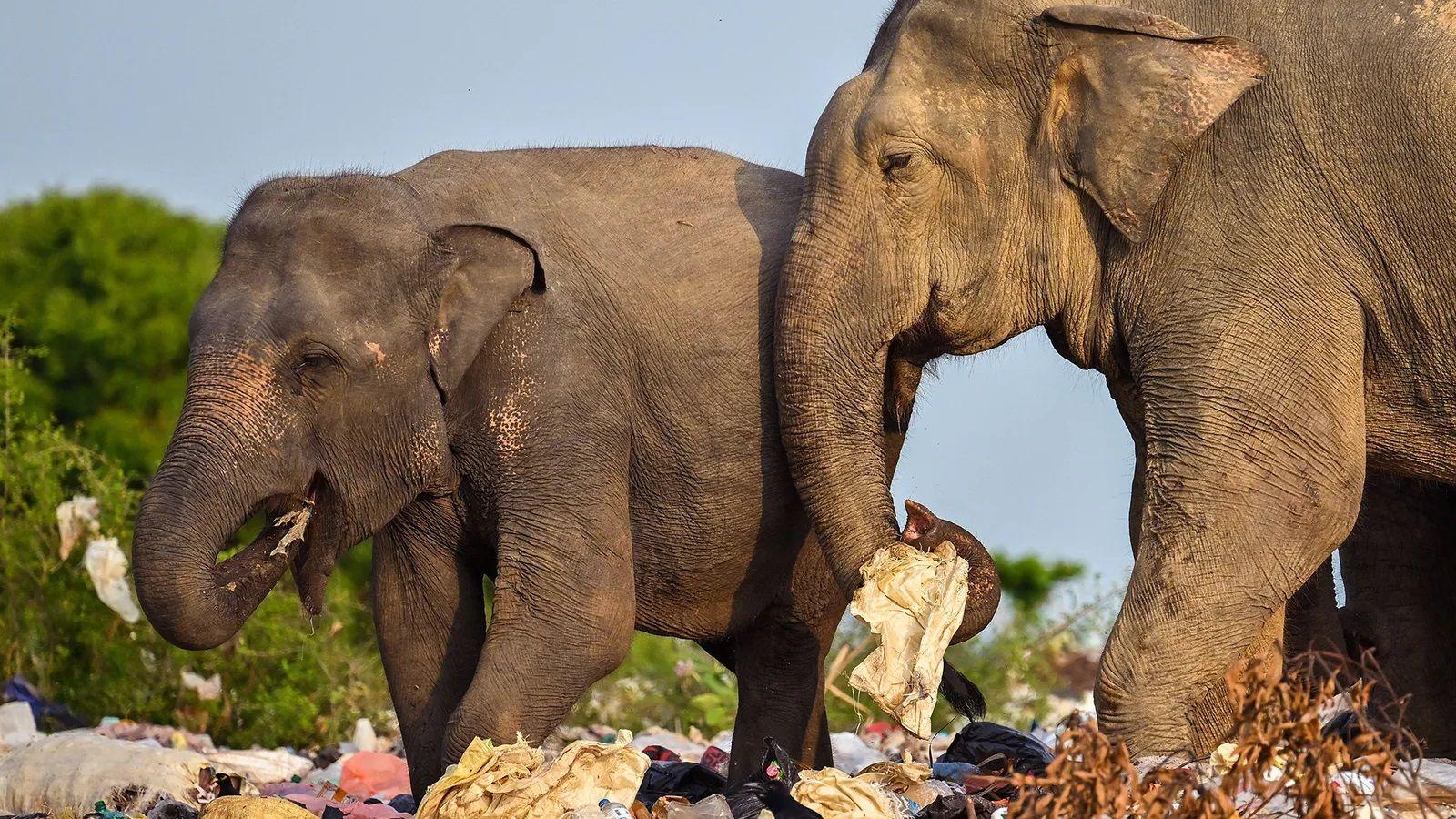 Elefantes comendo lixo