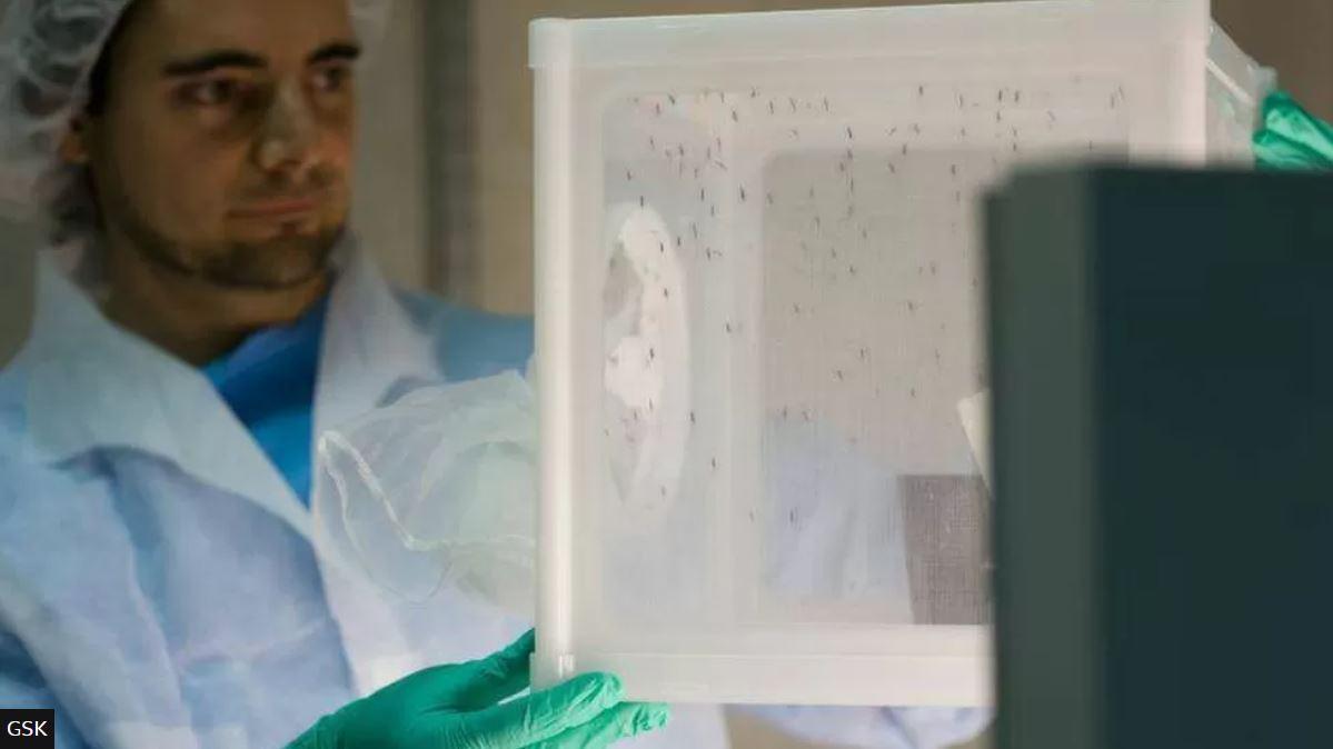 عالم يجري تجربة على البعوض في مختبر بإسبانيا