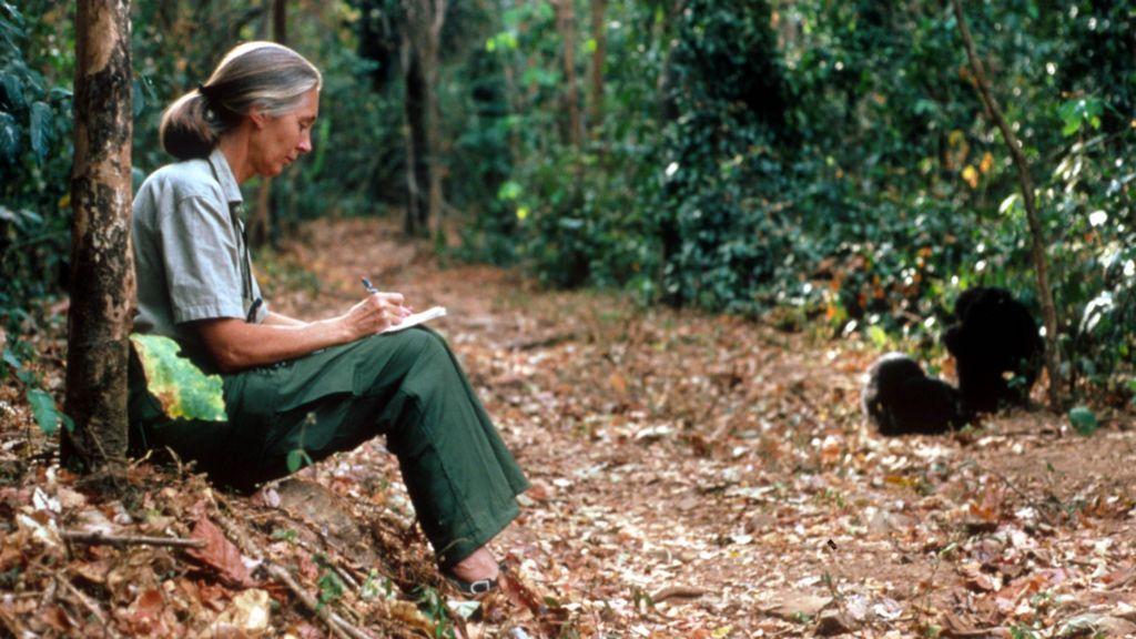 Jane Goodall observa o comportamento dos chimpanzés durante suas pesquisas na Tanzânia