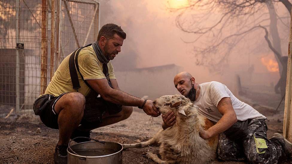 Dos voluntarios dan agua a una oveja rescatada de un incendio forestal en Grecia