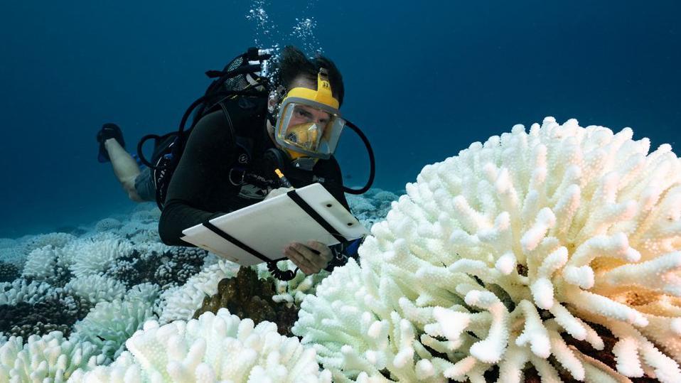 Un buzo inspecciona un coral blanqueado