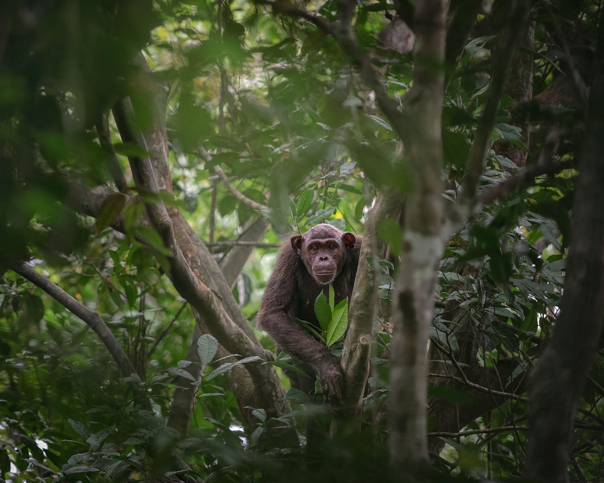 Um chimpanzé faz uma pausa e olha para sua família