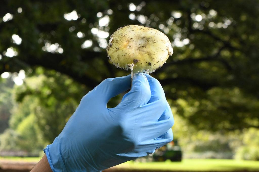 mushroom