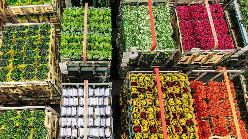 Lotes de flores que serão vendidas em leilão