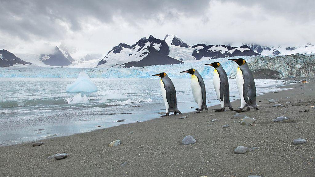 Quatro pinguins alinhados em fila com geleira ao fundo 