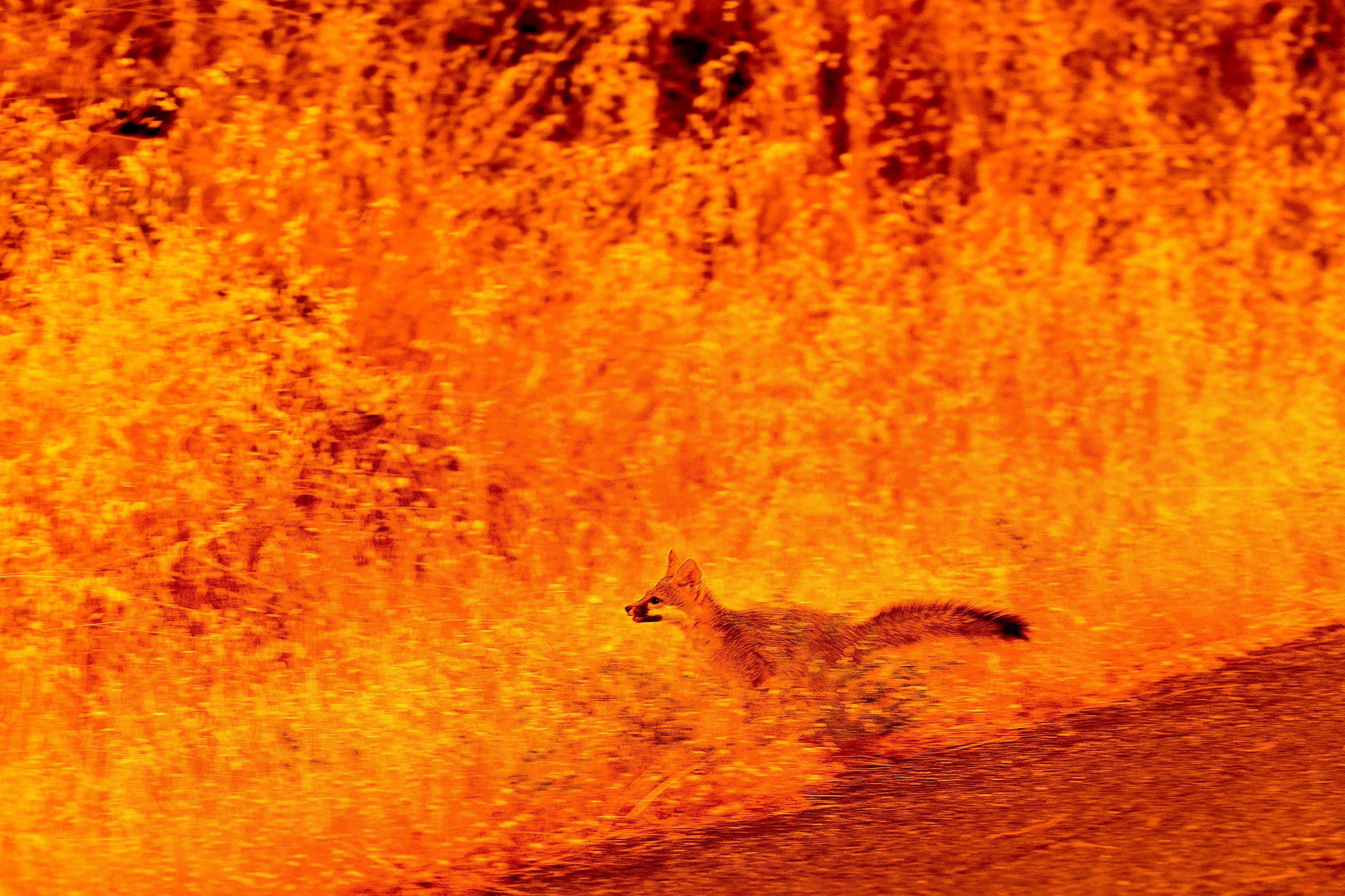 Um animal corre pela grama enquanto foge das chamas do incêndio que devastou a comunidade de Cohasset, no condado de Butte, Califórnia, em 25 de julho de 2024.