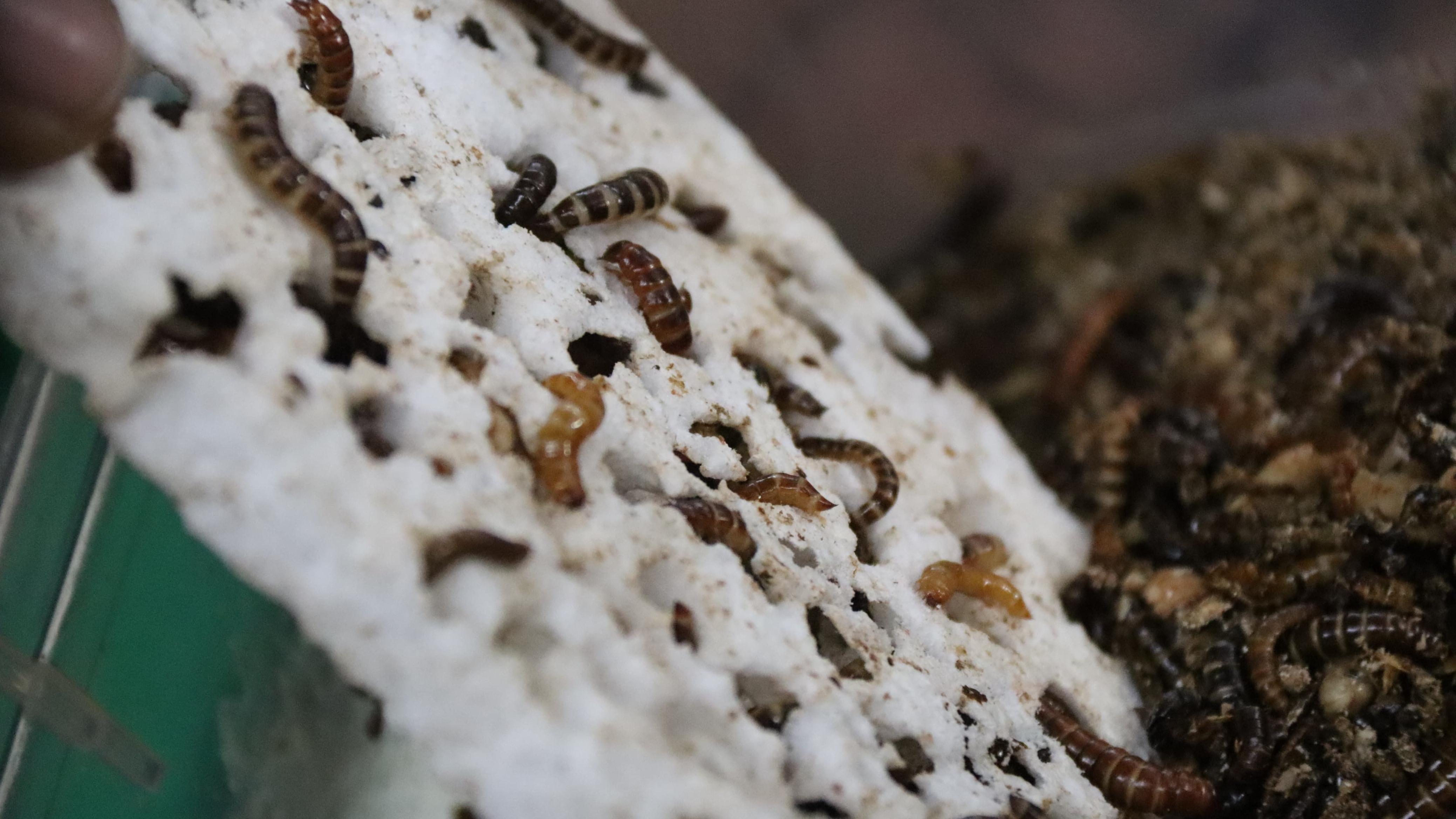 Dark brown larvae of the darkling beetle larvae boring through a piece of white polystyrene or Styrofoam